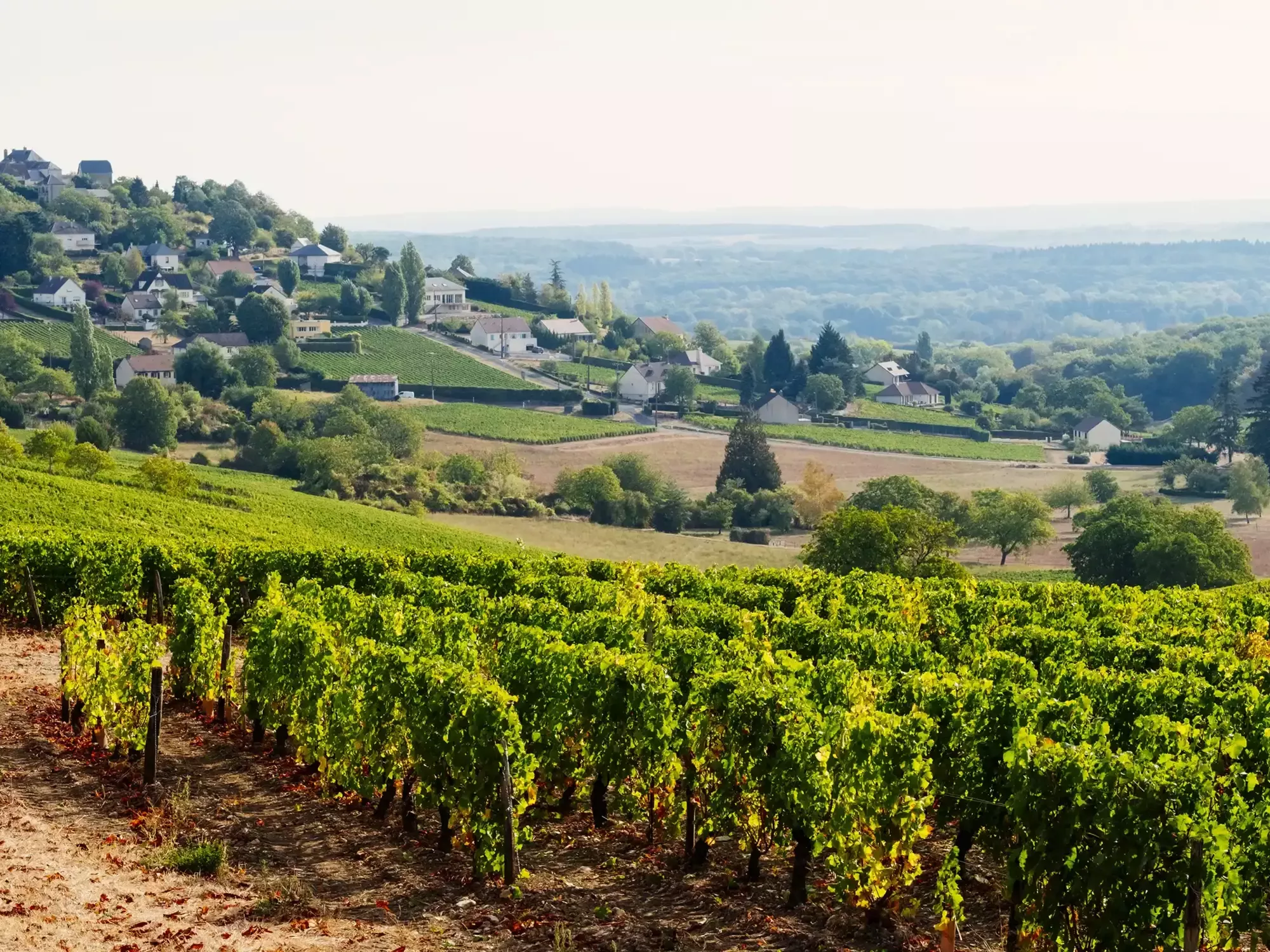 Wine Regions of France