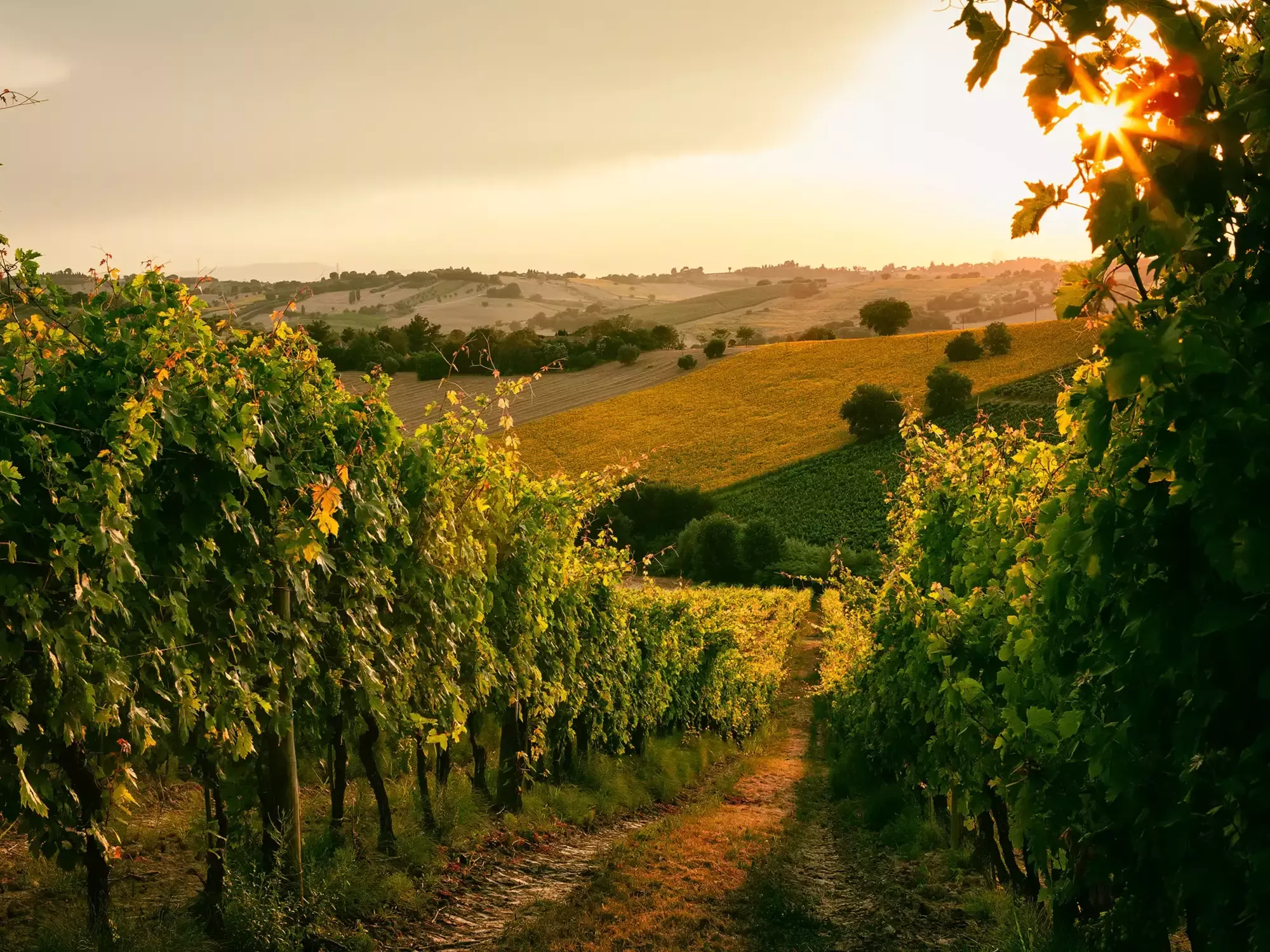 Wine Regions of Italy