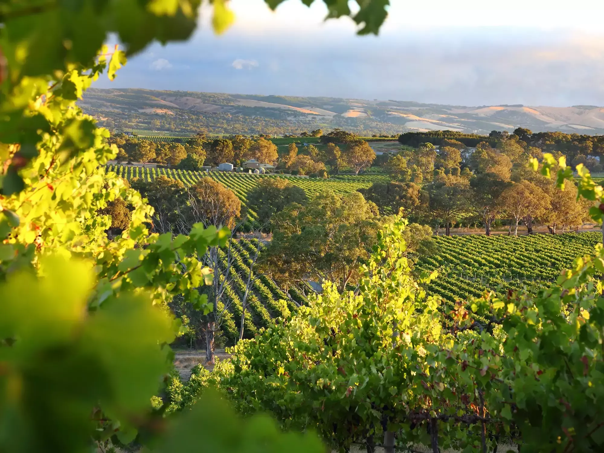 Wine Regions of New Zealand & Australia